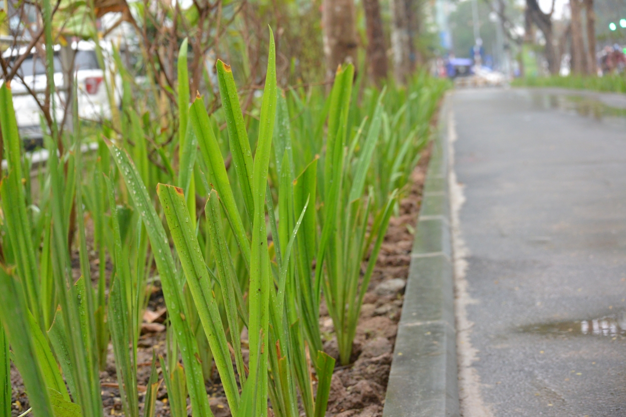 Các loại hoa mới trồng trên tuyến phố Thái Hà bắt đầu chuyển màu xanh