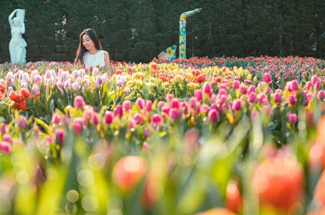 1,5 triệu bông tulip và hàng triệu đóa hồng, Tết này chỉ cần đi Ba Na Hills là đủ thấy