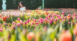 1,5 triệu bông tulip và hàng triệu đóa hồng, Tết này chỉ cần đi Ba Na Hills là đủ thấy 