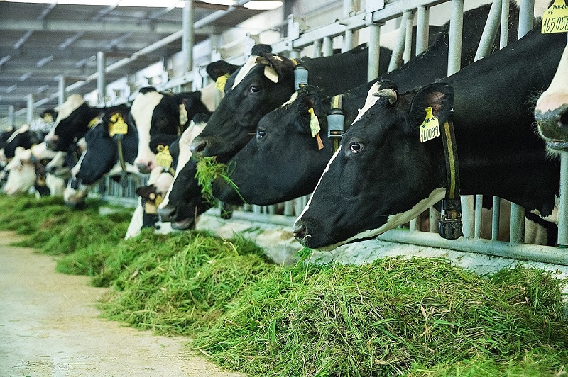 Dù trong dịp lễ tết, công tác chăm sóc bò sữa vẫn được đảm bảo nhờ ứng dụng các công nghệ hiện đại
