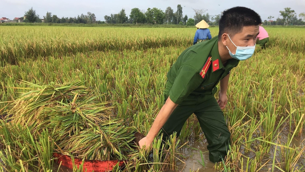 Hồng Lĩnh (Hà Tĩnh): Chiến sĩ công an gặt lúa “chạy bão” giúp dân