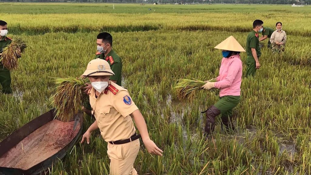 Hồng Lĩnh (Hà Tĩnh): Chiến sĩ công an gặt lúa “chạy bão” giúp dân