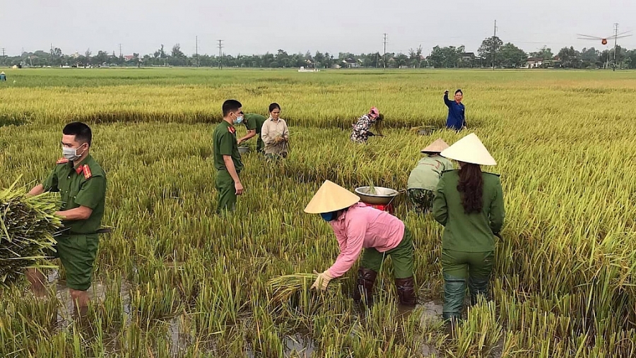 Hồng Lĩnh (Hà Tĩnh): Chiến sĩ công an gặt lúa “chạy bão” giúp dân