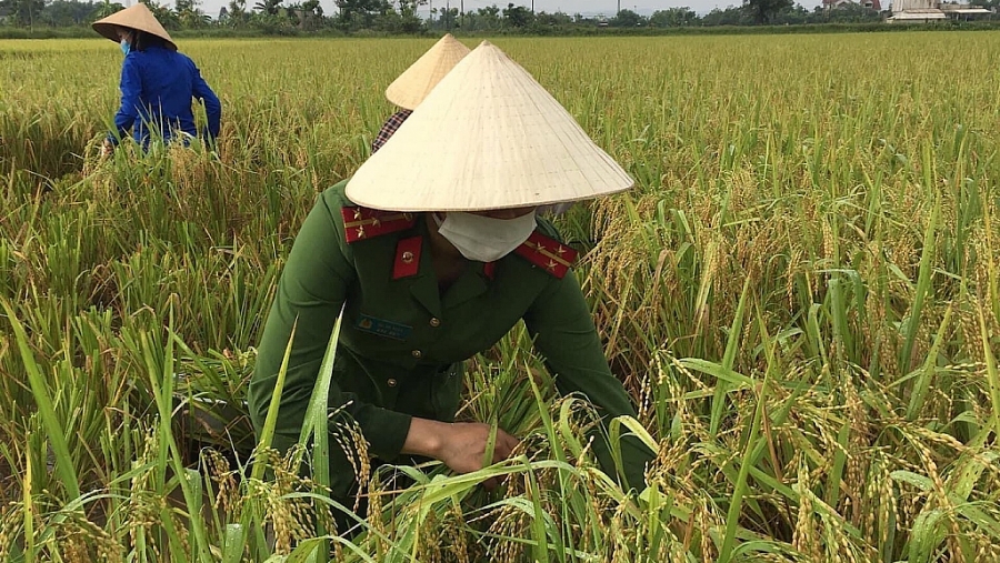 Hồng Lĩnh (Hà Tĩnh): Chiến sĩ công an gặt lúa “chạy bão” giúp dân