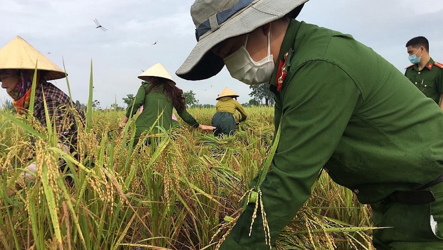 Hồng Lĩnh (Hà Tĩnh): Chiến sĩ công an gặt lúa “chạy bão” giúp dân