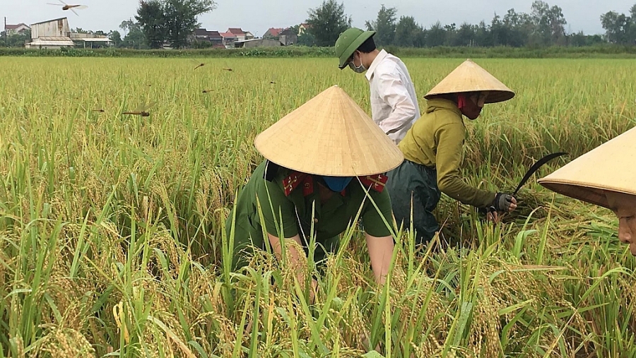 Hồng Lĩnh (Hà Tĩnh): Chiến sĩ công an gặt lúa “chạy bão” giúp dân