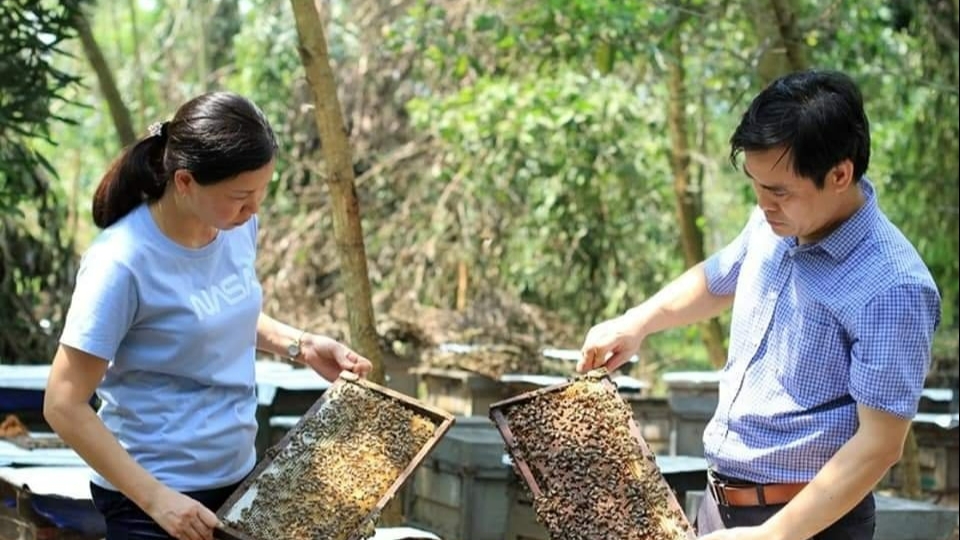 Chăm ong theo mùa hoa, chắt chiu mật ngọt cho đời