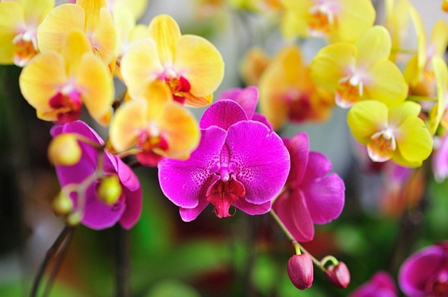 Nếu như người Việt chưng hoa đào, hoa mai thì người Hồng Kông (Trung Quốc) chuộng hoa lan