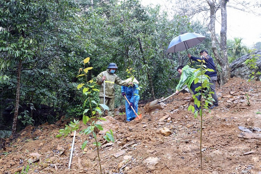 Chương trình trồng 100.000 cây gỗ quý trên diện tích 100 ha tại Vườn Quốc gia Ba Vì, Hà Nội