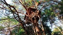 Ngày quốc tế về rừng: Trải nghiệm 5 ngôi nhà cây “độc nhất vô nhị” ở Việt Nam