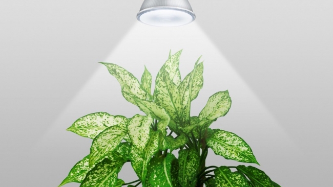 Ứng dụng công nghệ ánh sáng tối tân hỗ trợ trồng cây xanh trong nhà