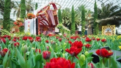 Lễ hội hoa tulip trở lại với nhiều bất ngờ tại Gardens by the Bay