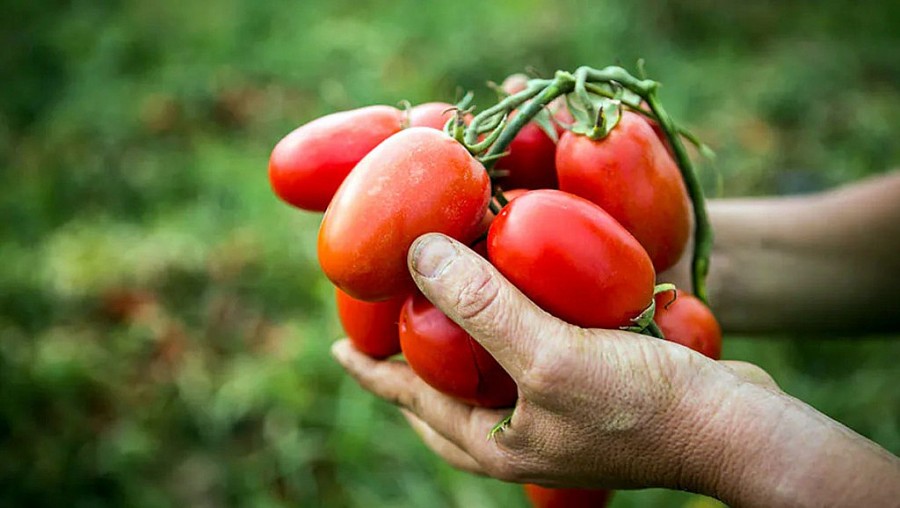 Trồng-trọt-hoa-màu-Produce-crops..