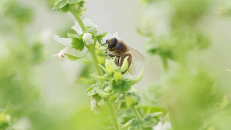 Tăng-cường-đa-dạng-sinh-học-Increase-biodiversity