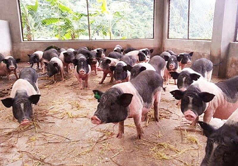 Giá heo hơi hôm nay 8/12: Lên xuống quanh mốc 70.000 đồng/kg