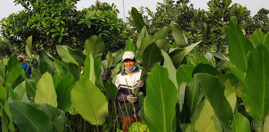 Gìn giữ “linh hồn” lá dong Tràng Cát