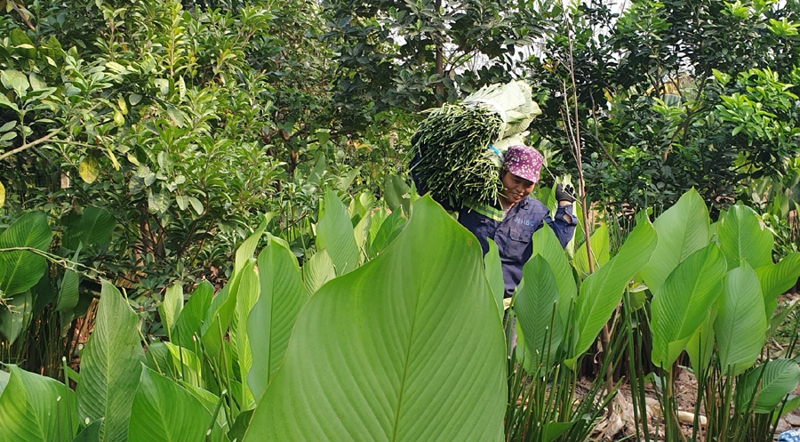 Gìn giữ “linh hồn” lá dong Tràng Cát