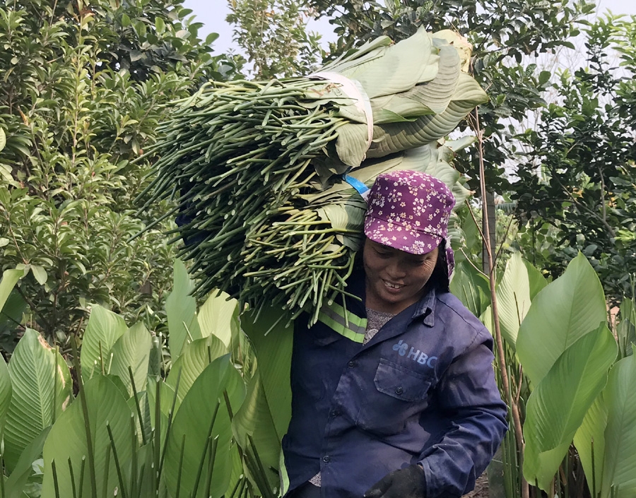 Gìn giữ “linh hồn” lá dong Tràng Cát