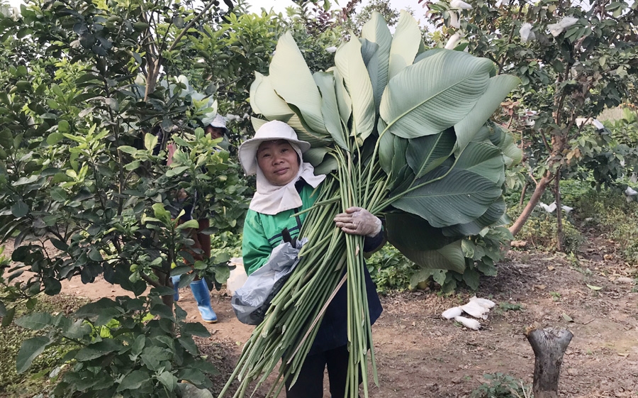 Gìn giữ “linh hồn” lá dong Tràng Cát