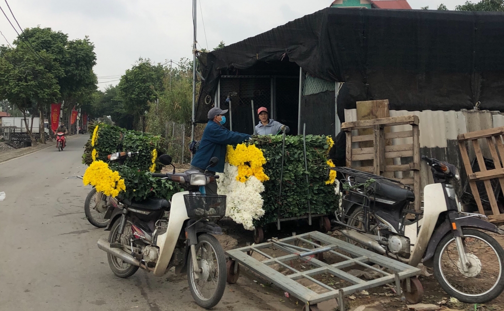 “Thủ phủ” hoa Hà Nội lại sợ cảnh “hoa chờ người” những ngày giáp Tết