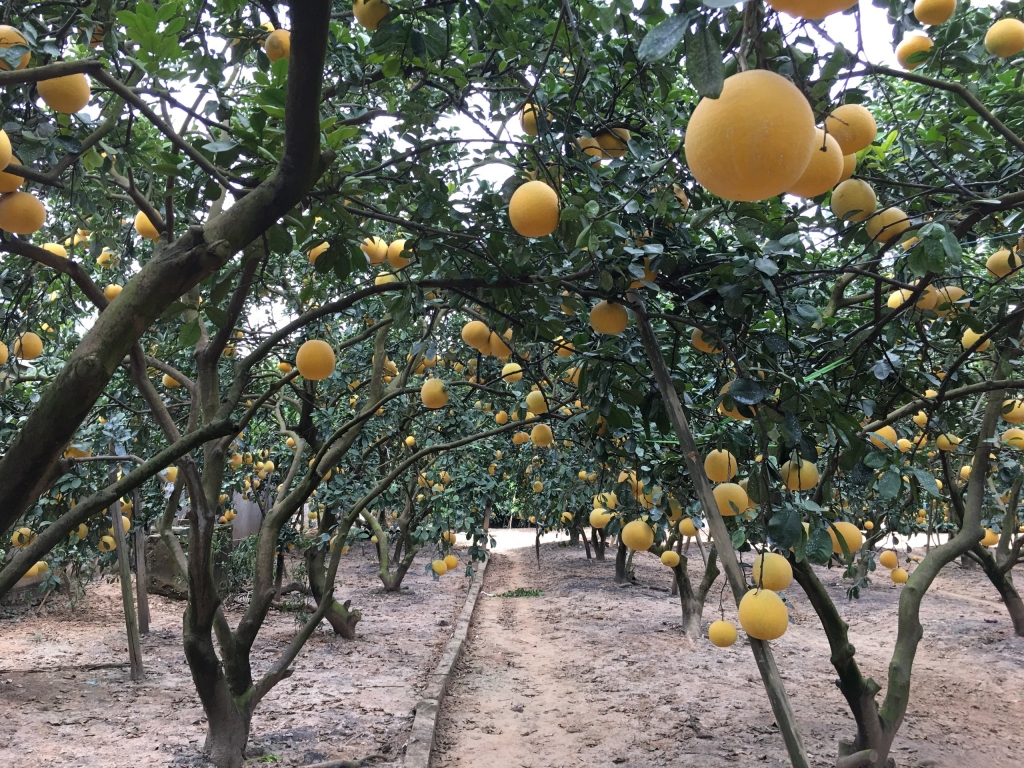 Làng trồng bưởi Diễn trăm năm tuổi nhộn nhịp vào vụ Tết