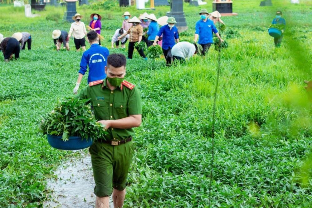 Thanh niên huyện Mê Linh thu hoạch rau giúp nông dân 