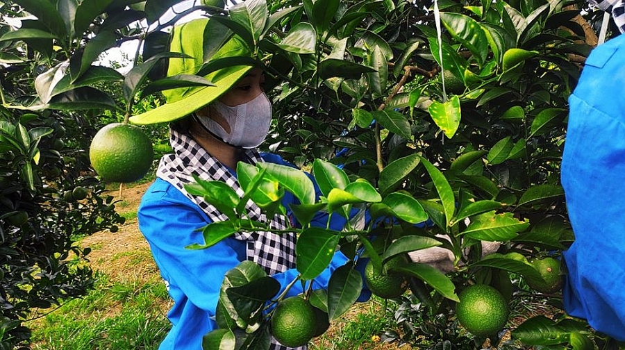 Thắp sáng đường quê Cao Phong...