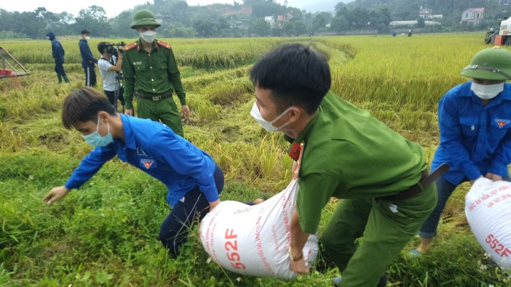 Đoàn viên, thanh niên cùng lực lượng công an xã Tiến Xuân thu hoạch lúa giúp dân 