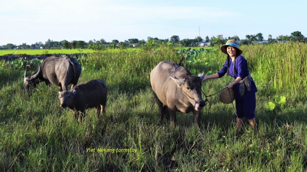 Tại Viet Mekong Farmstay du khách được trải nghiệm nhiều hoạt động thú vị