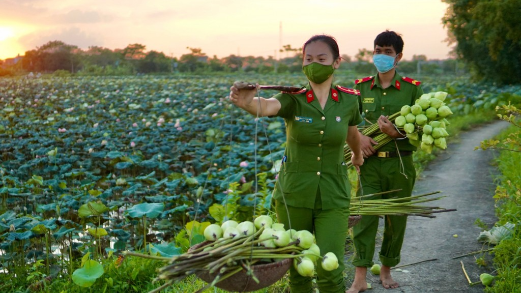 Thượng úy Nguyễn Phương Thảo thu hoạch sen giúp người dân 