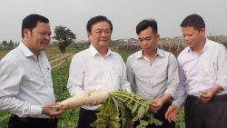 Thương hiệu rau an toàn Đông Cao và bài toán thị trường lớn
