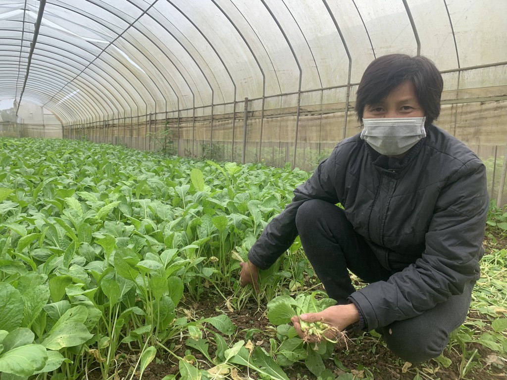 Bà Đặng Thị Cuối dành hết tâm huyết để sản xuất rau hữu cơ an toàn