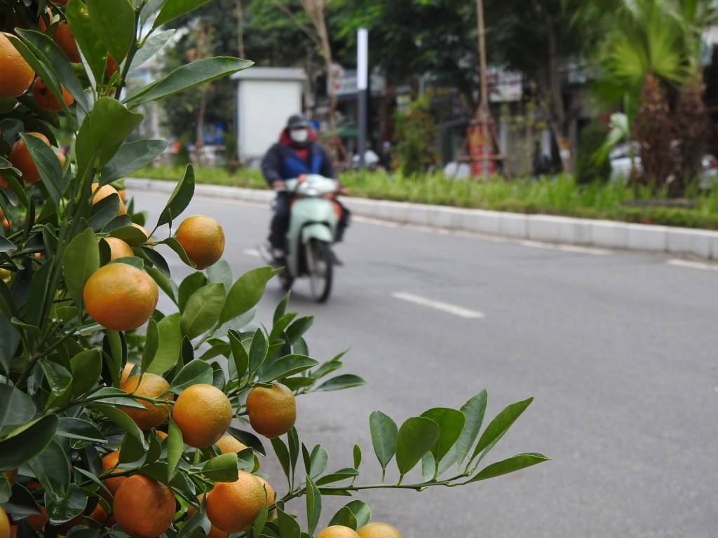 Bên cạnh đào và lan, quất cũng được nhiều người tìm mua