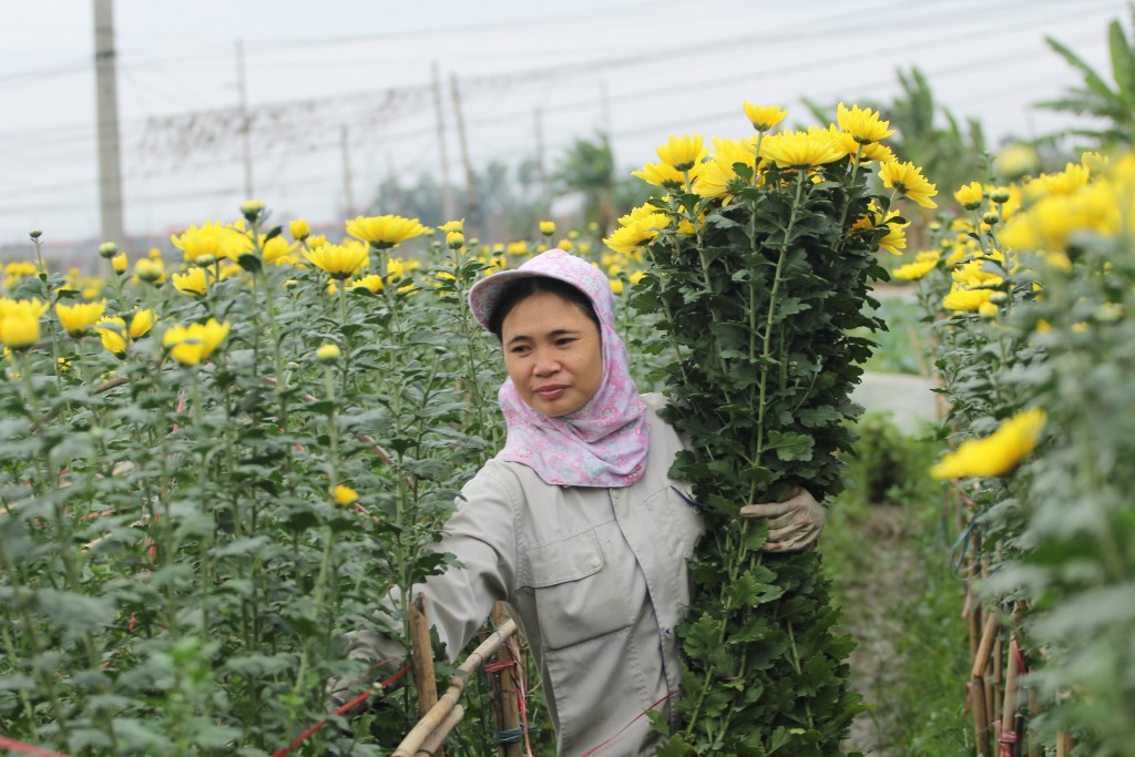 Người trồng hoa tại huyện Mê Linh phấn khởi vì được mùa, được giá
