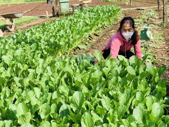Mô hình trồng rau an toàn từ nguồn vốn vay NHCSXH của nông dân xã Tiền Yên, huyện Hoài Đức (TP Hà Nội)