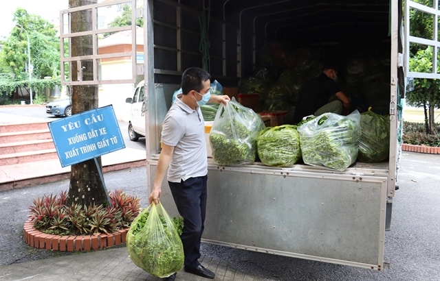 Rau xanh đảm bảo tươi sạch đến tận tay người dân