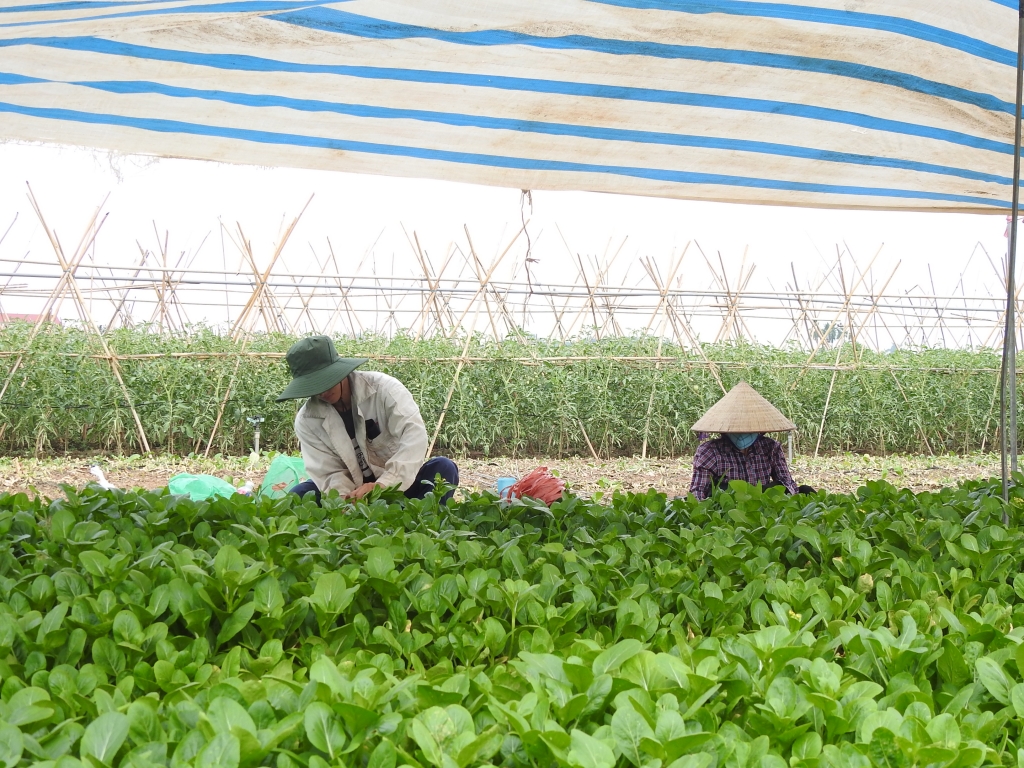 Nông dân huyện Mê Linh tích cực trồng cấy vụ Đông 