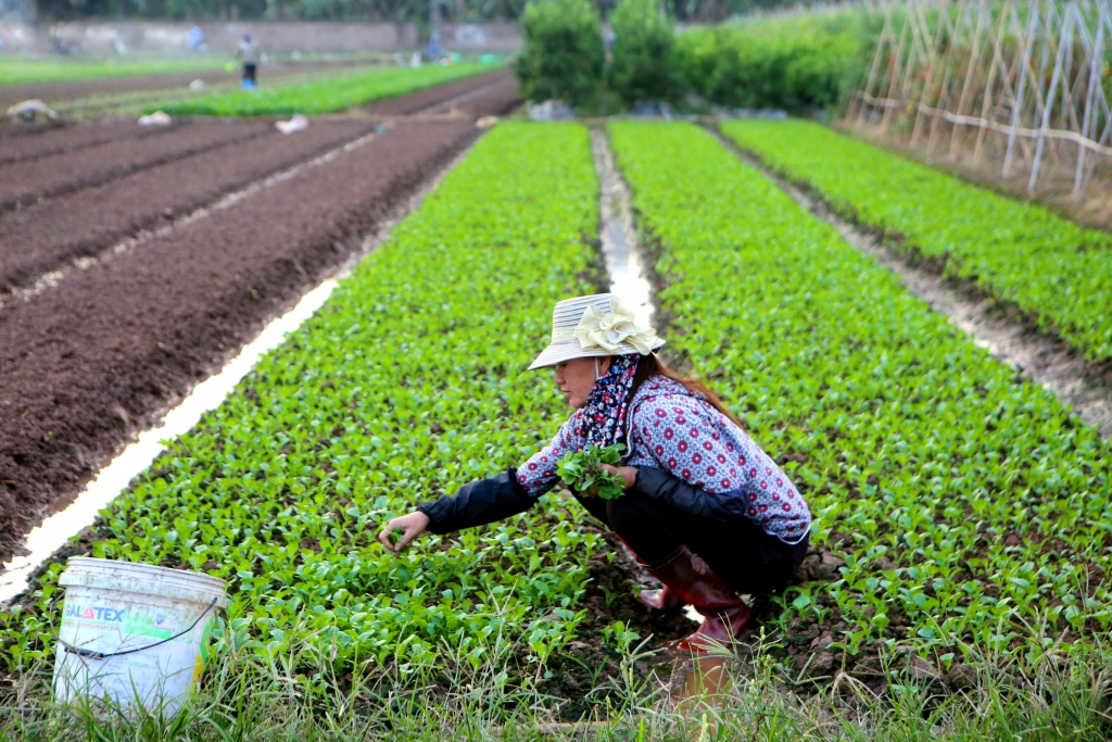 Người dân chuẩn bị cho vụ Đông 