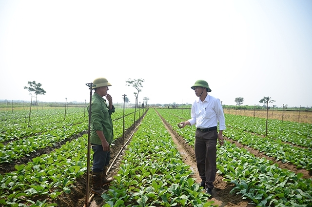 Nông dân Mê Linh ngày càng làm giàu từ đồng ruộng quê hương