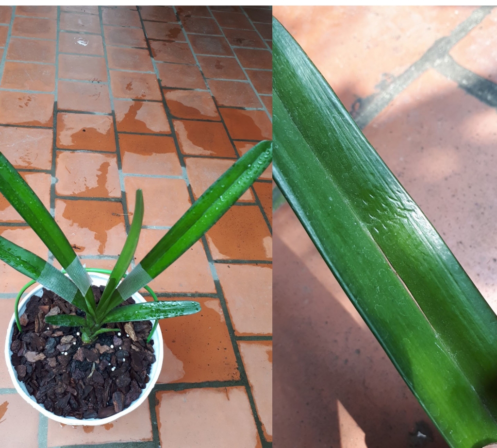 Cây lan kiếm trước khi được chuyển đi (trái) và cây lan kiếm có nhiều dấu vết hư hỏng khi nhận về (phải)