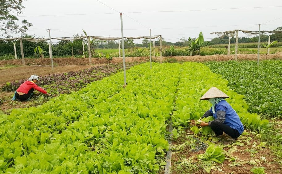 Nông nghiệp tại huyện Thường Tín được chú trọng phát triển
