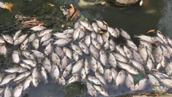 Thủ Dầu Một (Bình Dương): Cá chết nổi trắng, bốc mùi tràn lan trên kênh Bưng Cải