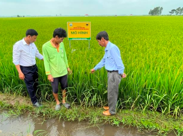 Chương trình canh tác lúa thông minh vụ Đông Xuân 2021-2022 đạt nhiều hiệu quả cao