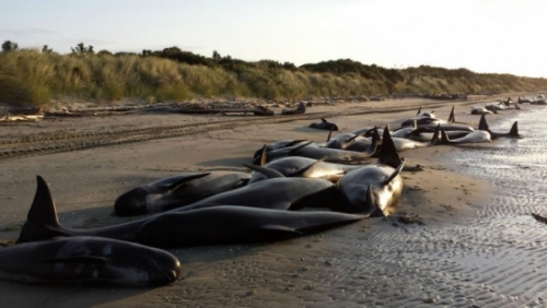 New Zealand sợ xác cá voi phát nổ