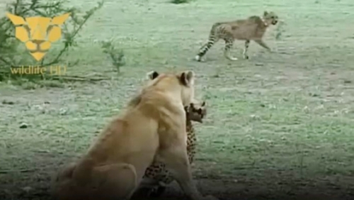 Cận cảnh sư tử tung đòn hạ gục báo săn