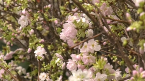 Vườn hoa Lý Thái Tổ được trang trí bởi 30.000 cành hoa anh đào