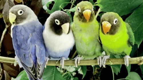 Bộ sưu tập chim vẹt gần nửa tỷ đồng