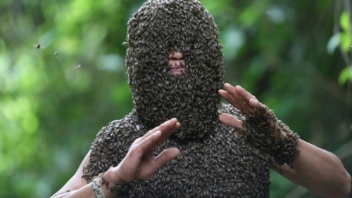 Ong rừng đậu kín mặt 