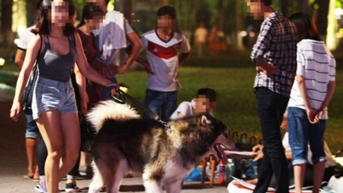 Hà Nội chưa xử phạt người không rọ mõm cho chó khi ra đường